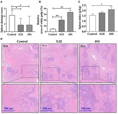 Traditional Chinese medicine prescriptions (XJZ, JSS) ameliorate spleen inflammatory response and antioxidant capacity by synergistically regulating NF-κB and Nrf2 signaling pathways in piglets